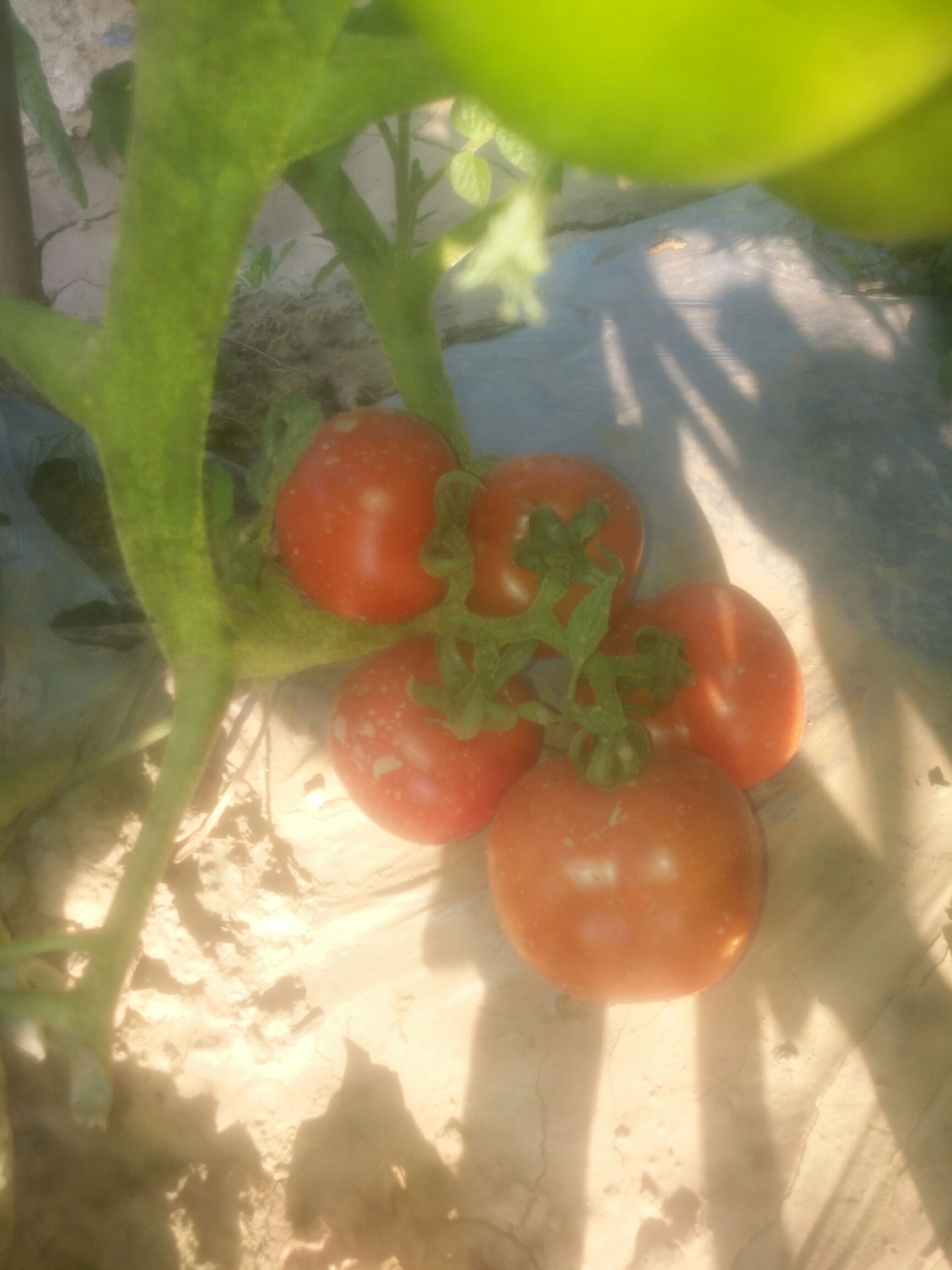 大红西红柿  大西红柿上市了。货源充足欢迎有实力的老板来搞