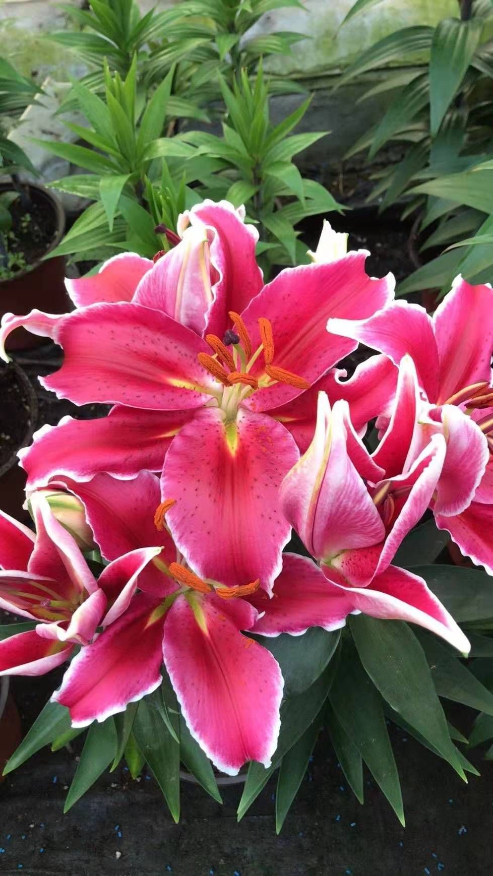 香水百合花，亚百，三颗一盆，180盆花苞多，基地直发，