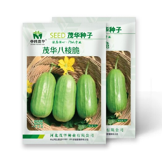 夏邑县茂华八棱脆菜瓜种子，低糖菜瓜，微甜脆爽，抗病高产
