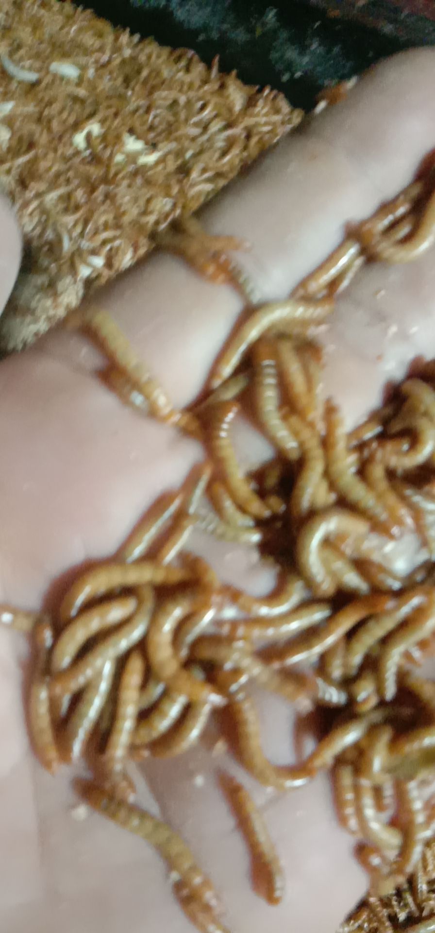  专业养殖黄粉虫提供各种优质黄粉虫