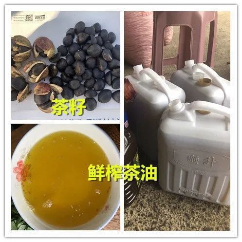  高产油茶苗长林系列