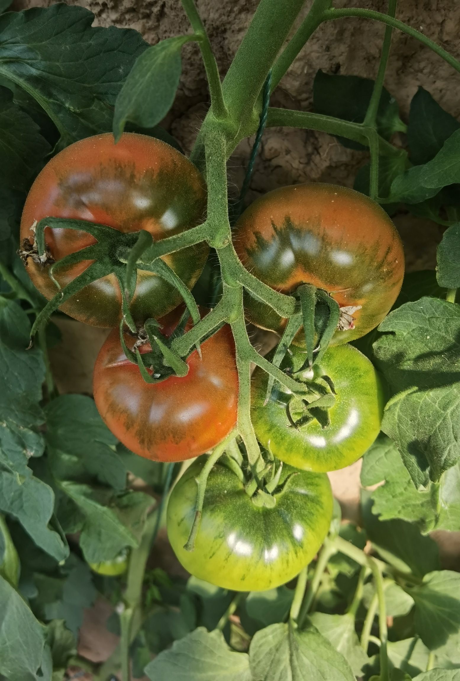 草莓柿子苗 实生苗 容器苗 