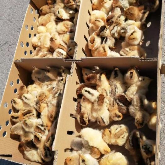 简阳市青脚土鸡苗 淮南王出壳苗