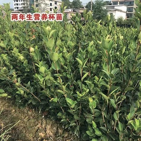  高产油茶苗长林系列