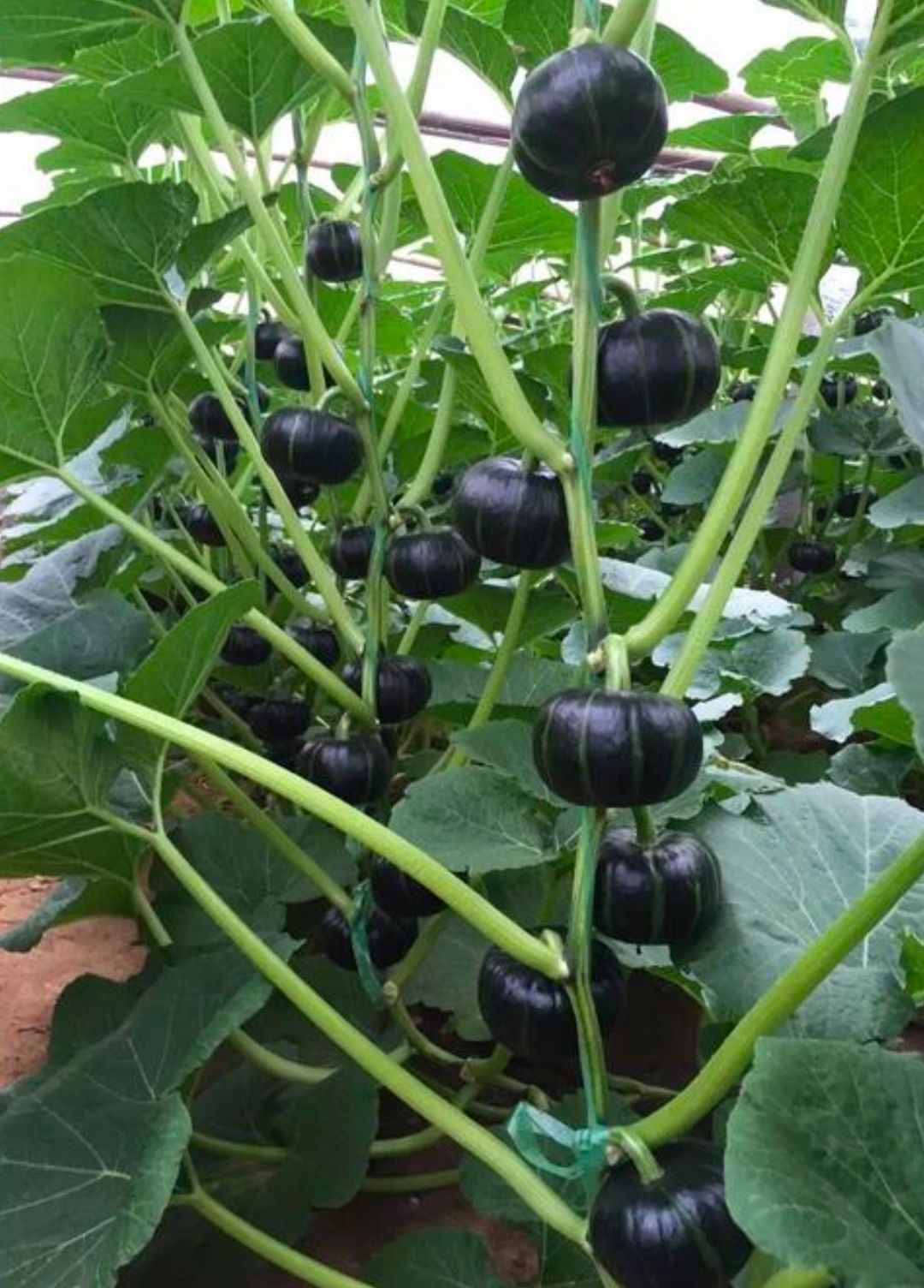 黑皮南瓜种子 ，南瓜种子 欧栗2号 早熟品种，