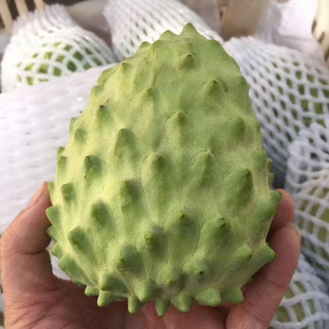 凤梨释迦果 产自干热河谷地带，光照时间长，糖度高