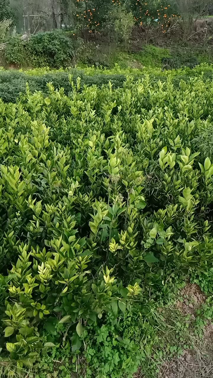 大分四号柑桔苗 大分4号     一年到两年以上苗