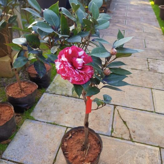 宜良县 云南茶花红叶贝拉