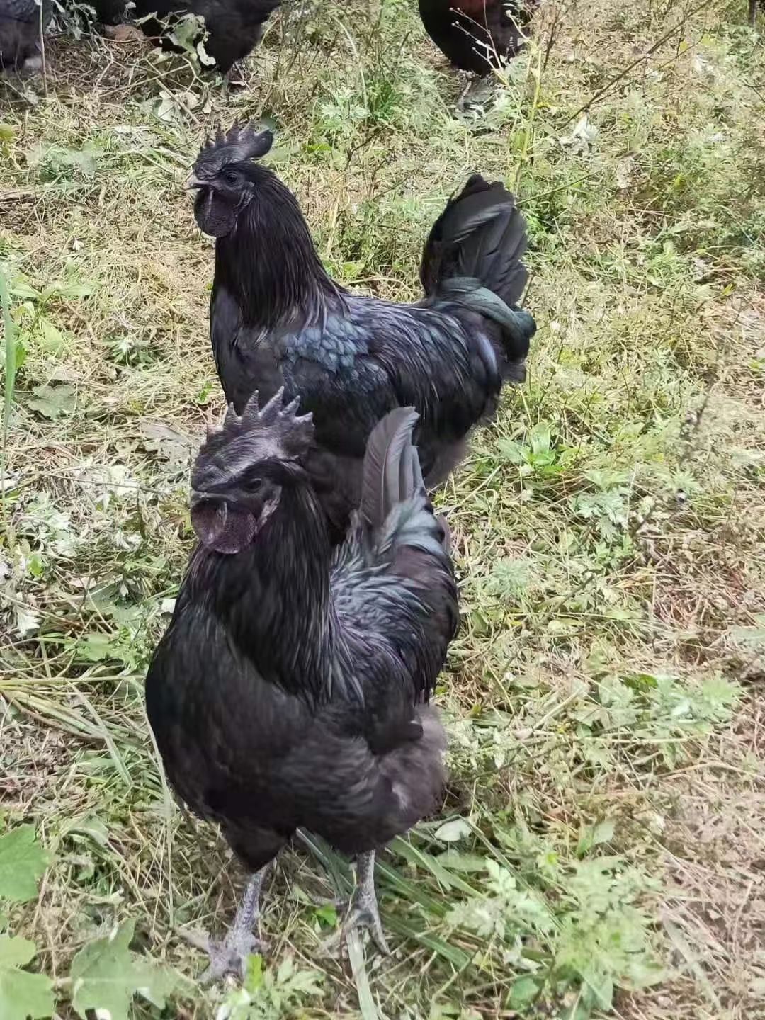 快大型黑乌骨鸡苗批发  黑羽乌骨鸡苗价格 大种黑乌鸡苗供应