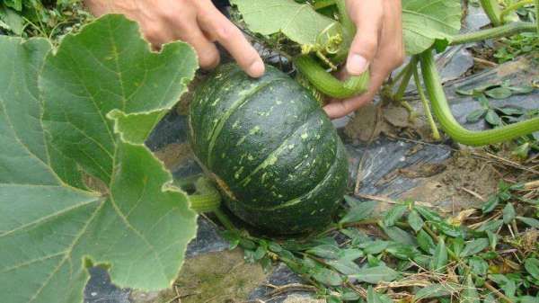 黑皮南瓜种子 ，南瓜种子 欧栗2号 早熟品种，