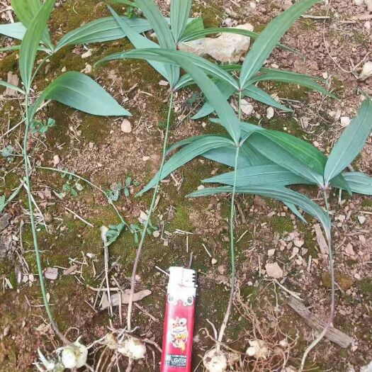 杭州黄精种苗  多花姜型黄精籽育不倒苗种苗