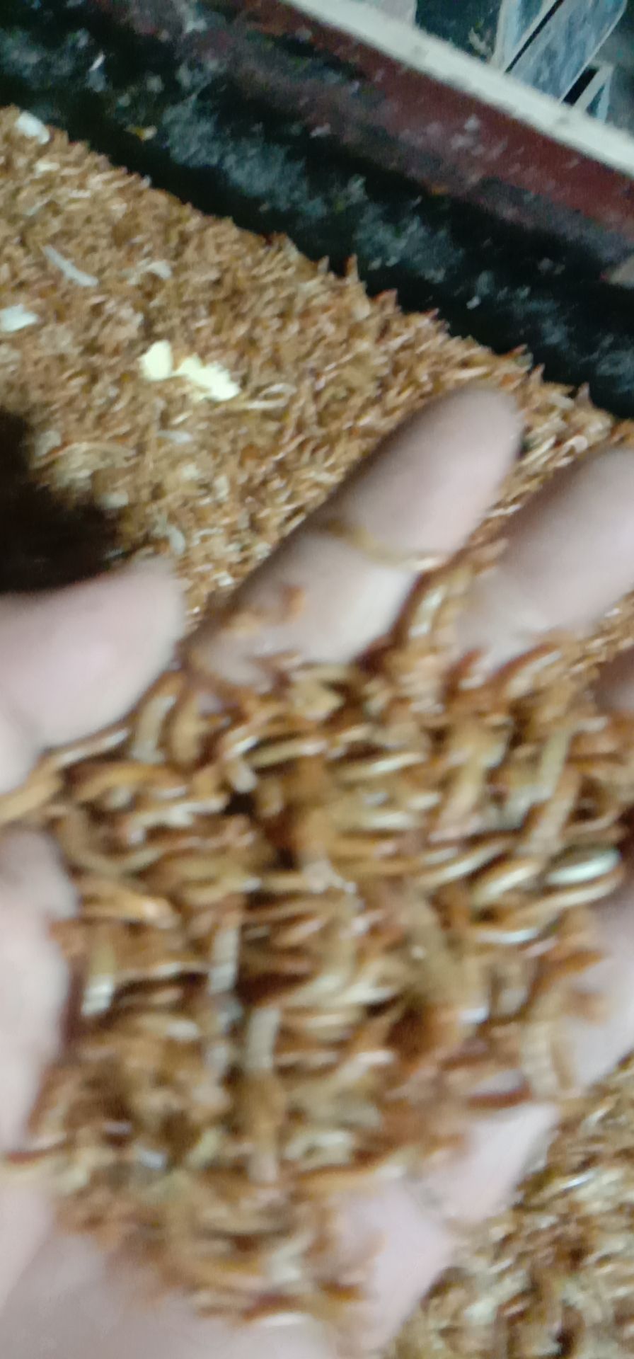  专业养殖黄粉虫，视频为部分车间规模，量大，质量优，图片为小虫