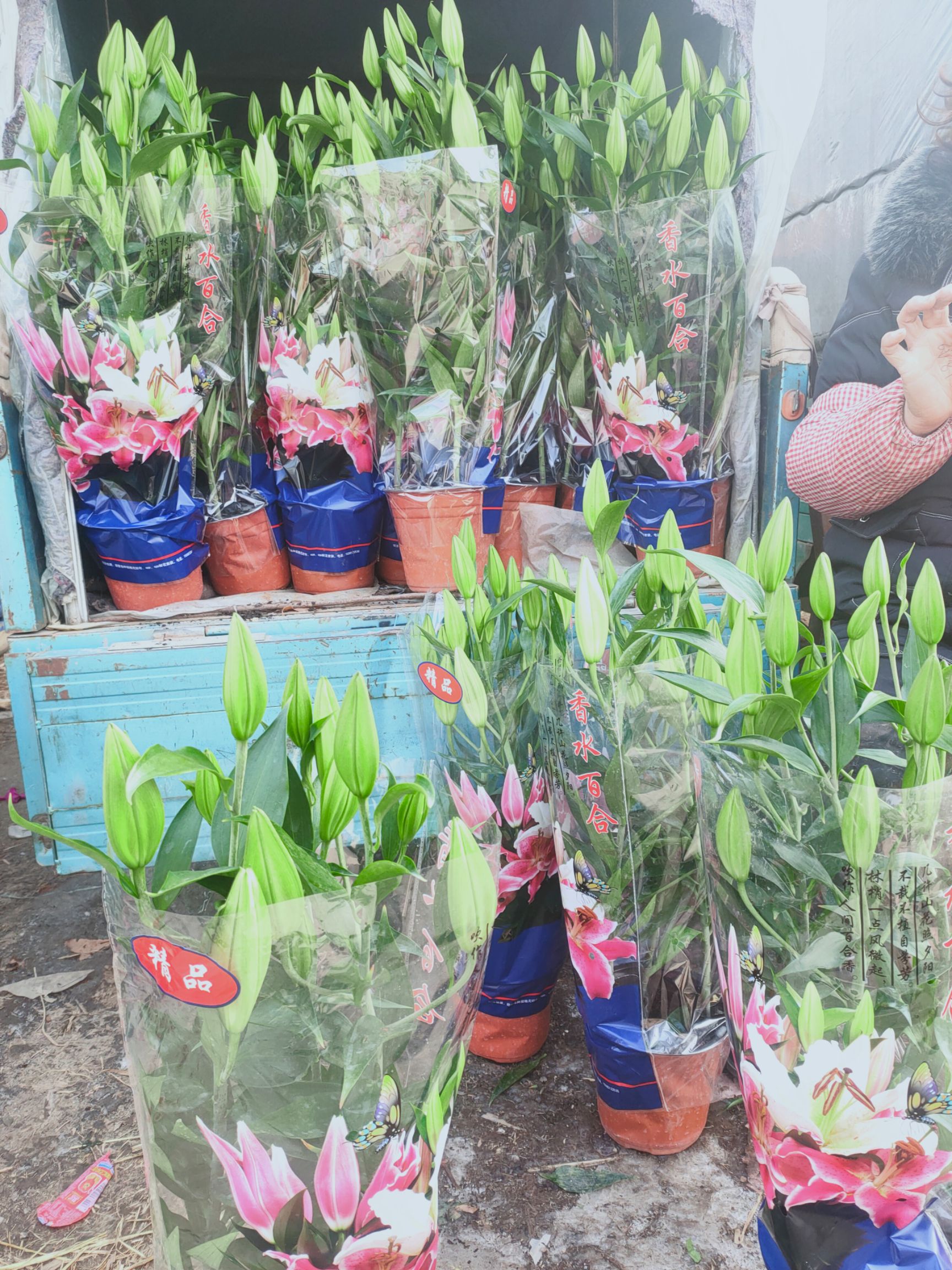 香水百合花，亚百，三颗一盆，180盆花苞多，基地直发，