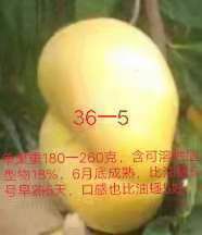 油蟠桃苗 自己嫁接，无一假货。纯2年苗。
