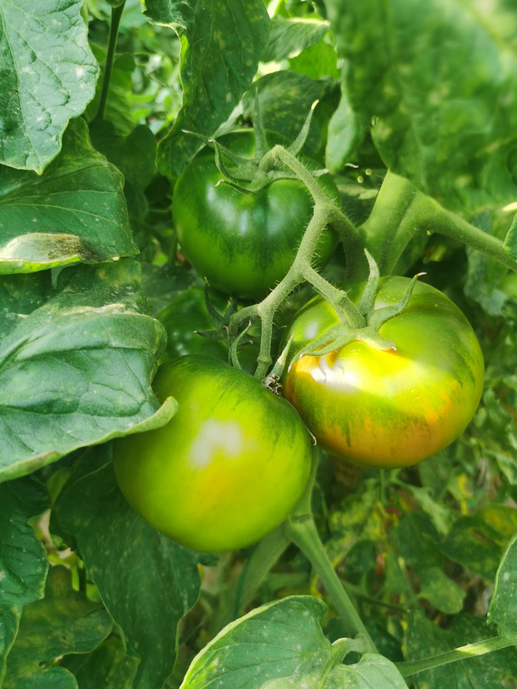 西红柿苗  盘锦碱地柿子苗 大果口感草莓柿子爱心98抗病毒，单果280克