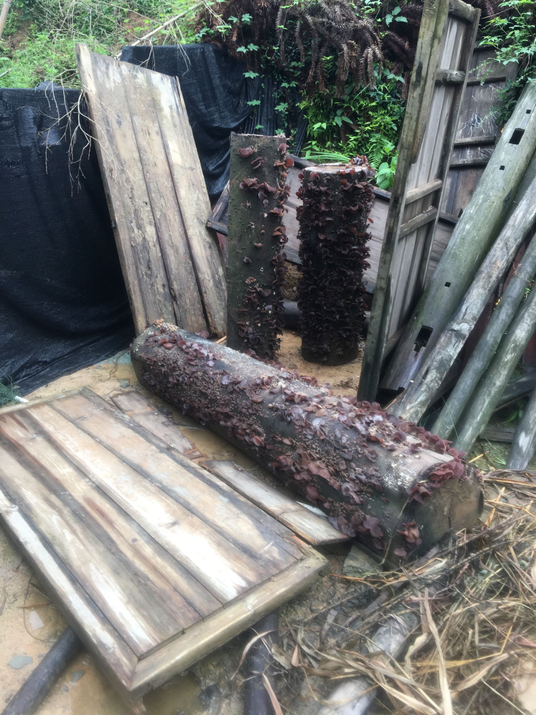 木耳菌种  食用菌毛木耳椴木菌种毛木耳原种栽培种免费提供农技指导