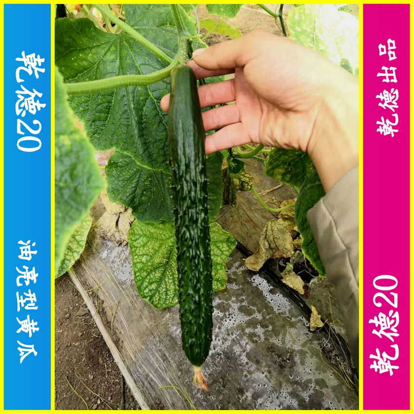 乾德20，强雌油亮，把短密刺，黄瓜种子，春秋冬栽培