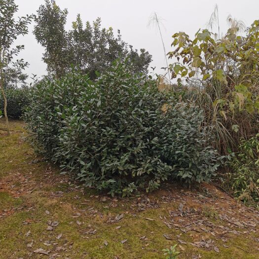 丹棱县茶树苗  9号茶苗