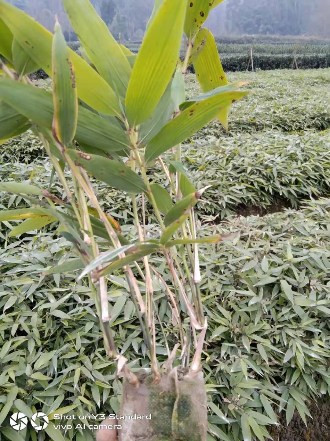 楠竹苗  价格合理，量大从优，欢迎选购。