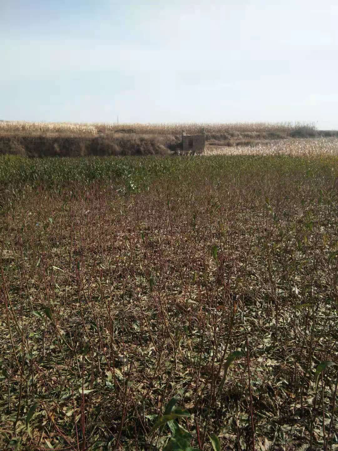 油蟠桃苗 自己嫁接，无一假货。纯2年苗。