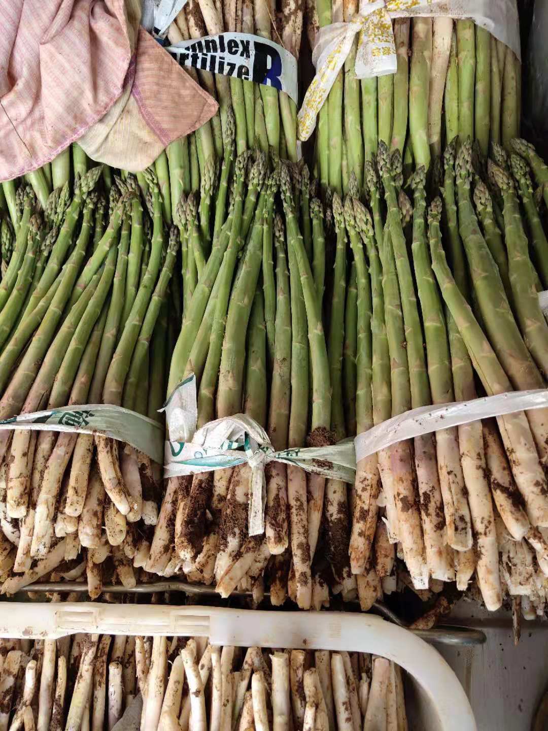 芦笋种子 航天2号  耐高温不散头 抗性强，产量高