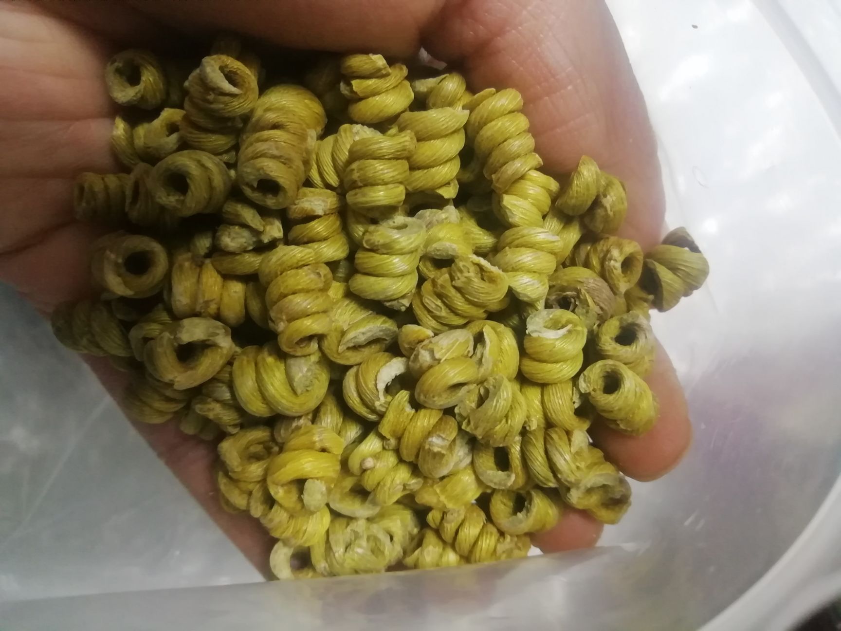 5年生霍山铁皮石斛 基地直供 胶质饱满 品相好