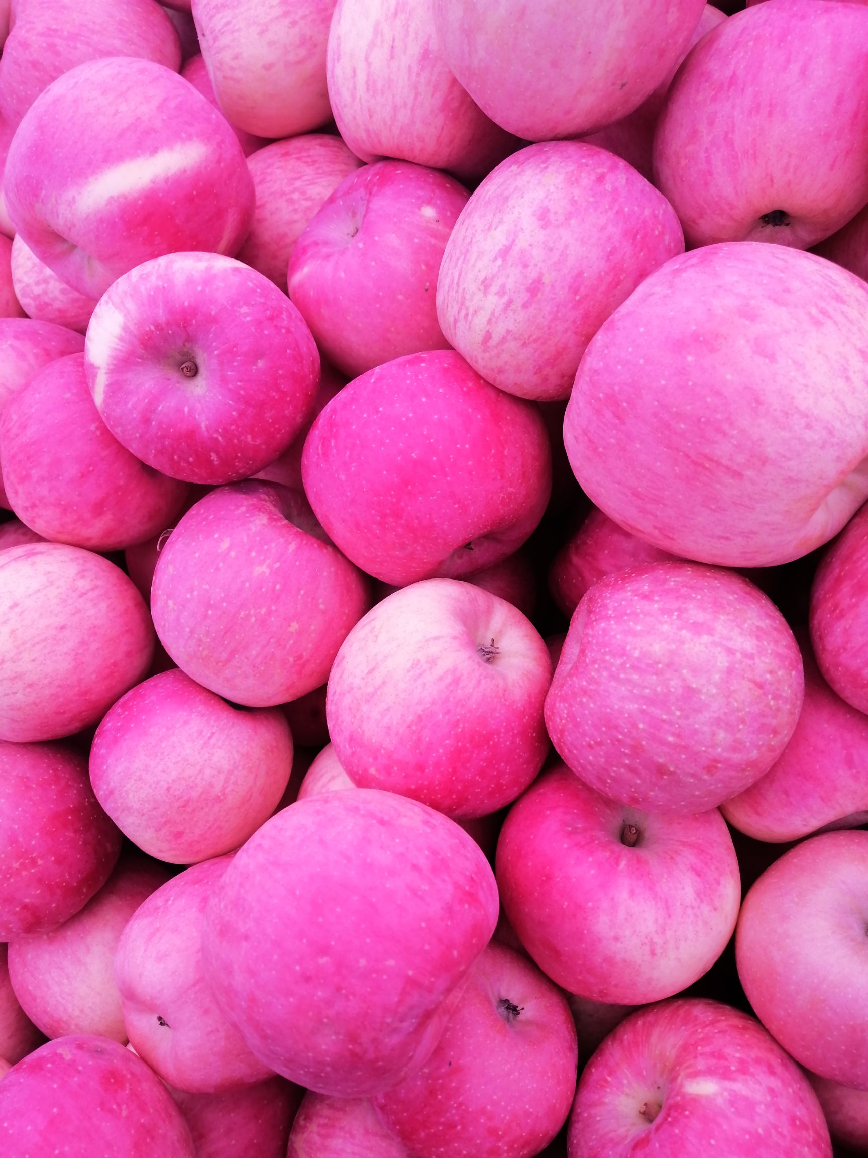 庆阳苹果 纸袋 条红 地头通货 