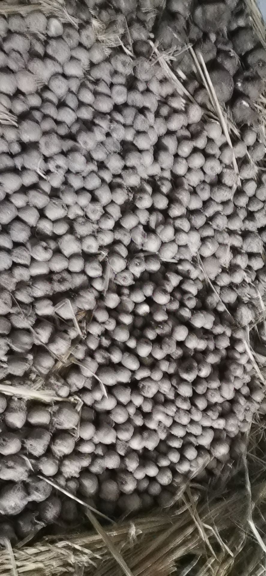 花魔芋  魔芋，商品魔芋，魔芋种