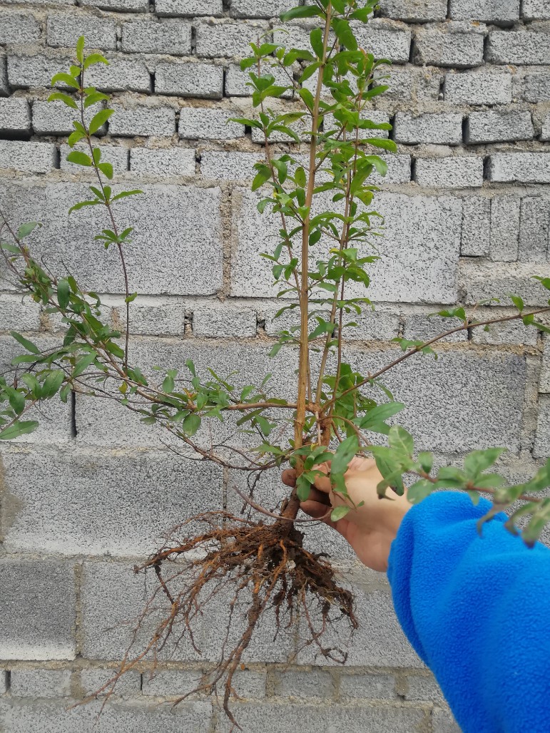 河南产区突尼斯软籽石榴苗一年生价格实惠果实饱满冰甜