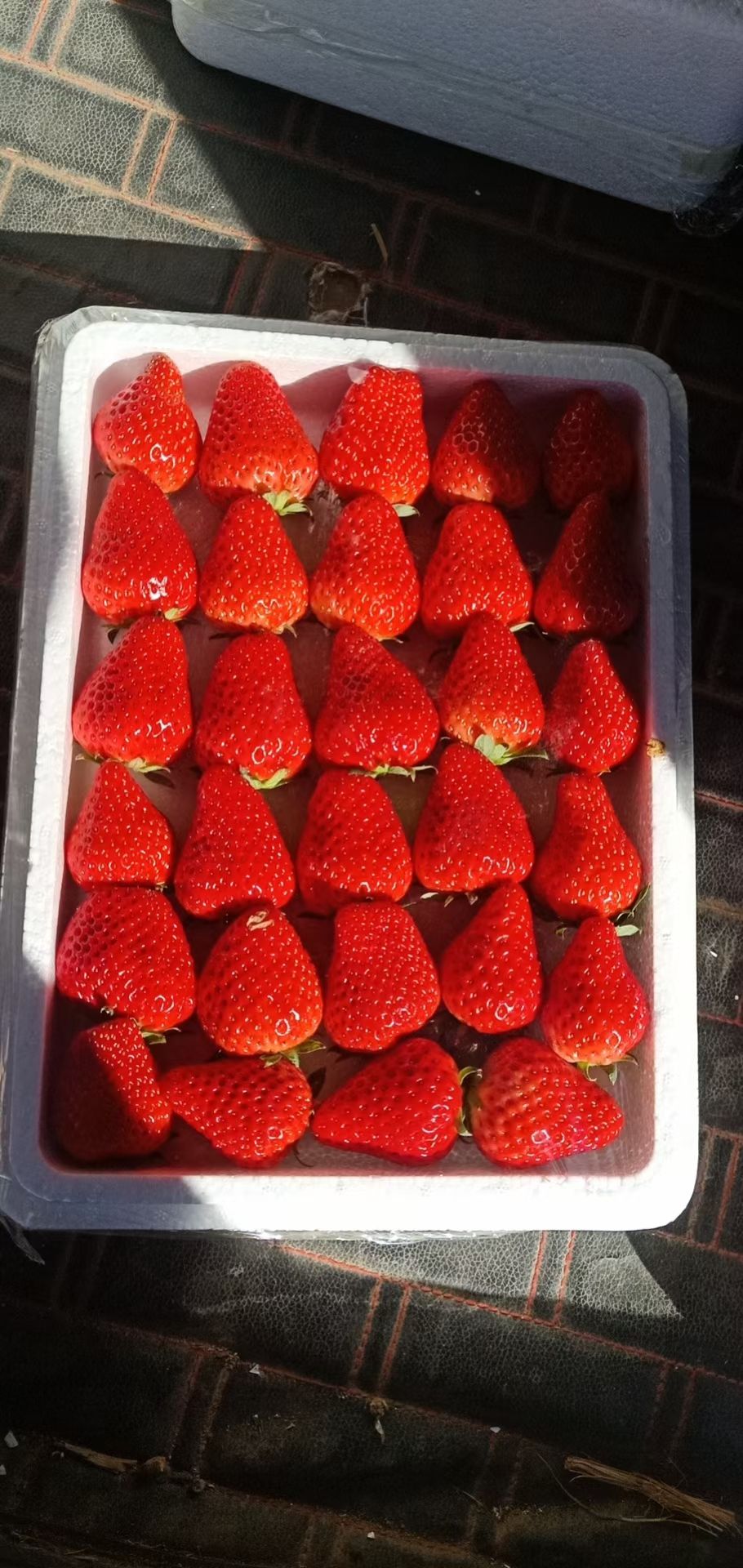 九九草莓 河北秦皇岛市昌黎县久久草莓，口感好，颜色亮，