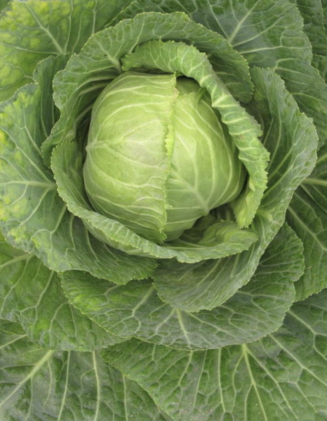 包菜种子 甘蓝种子 叶球为圆球形 球深绿色 紧实 单球重1.