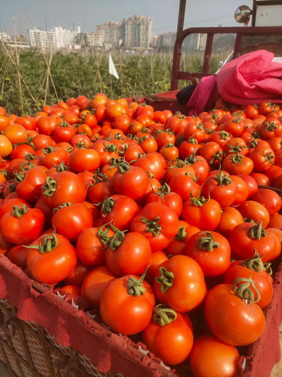 大红西红柿  大西红柿上市了。货源充足欢迎有实力的老板来搞