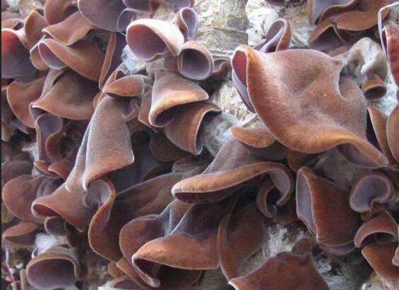 木耳菌种  食用菌毛木耳椴木菌种毛木耳原种栽培种免费提供农技指导