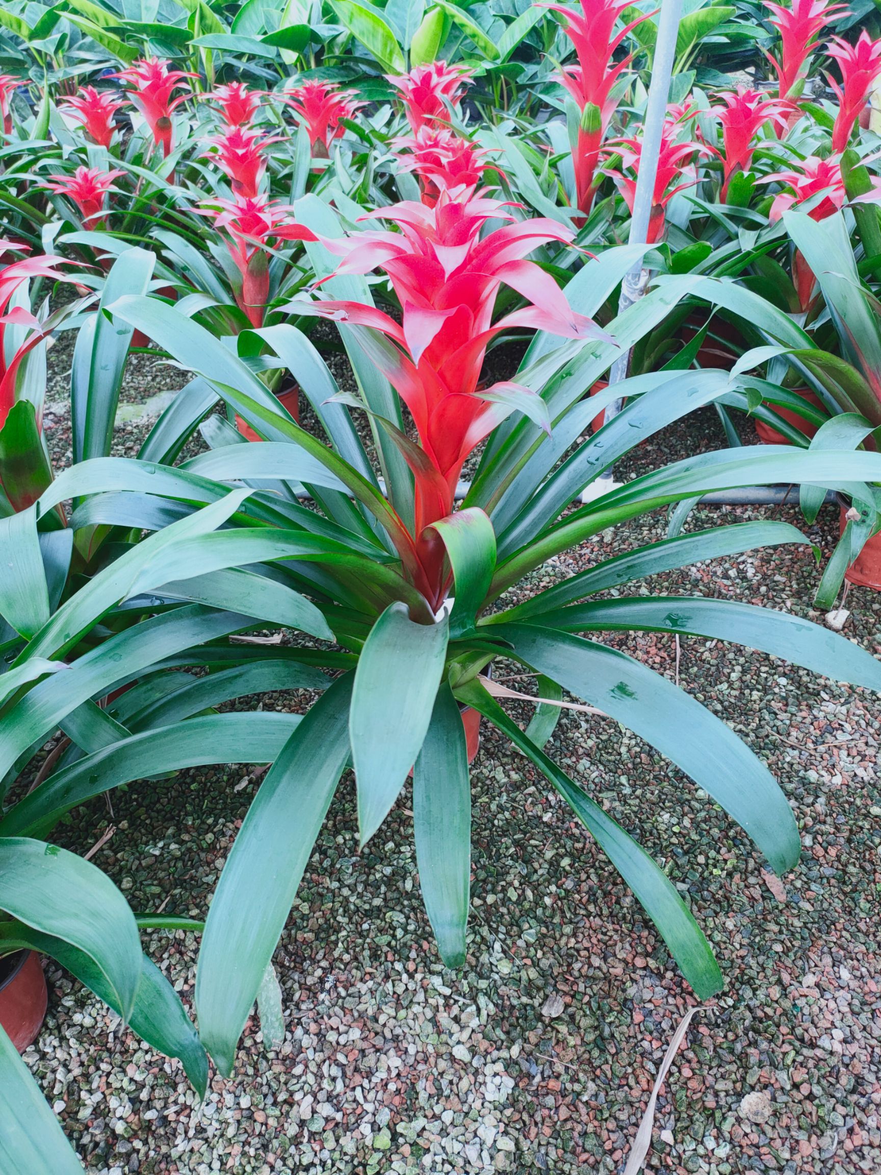 凤梨花，鸿运当头，平头红，新红星基地直销，