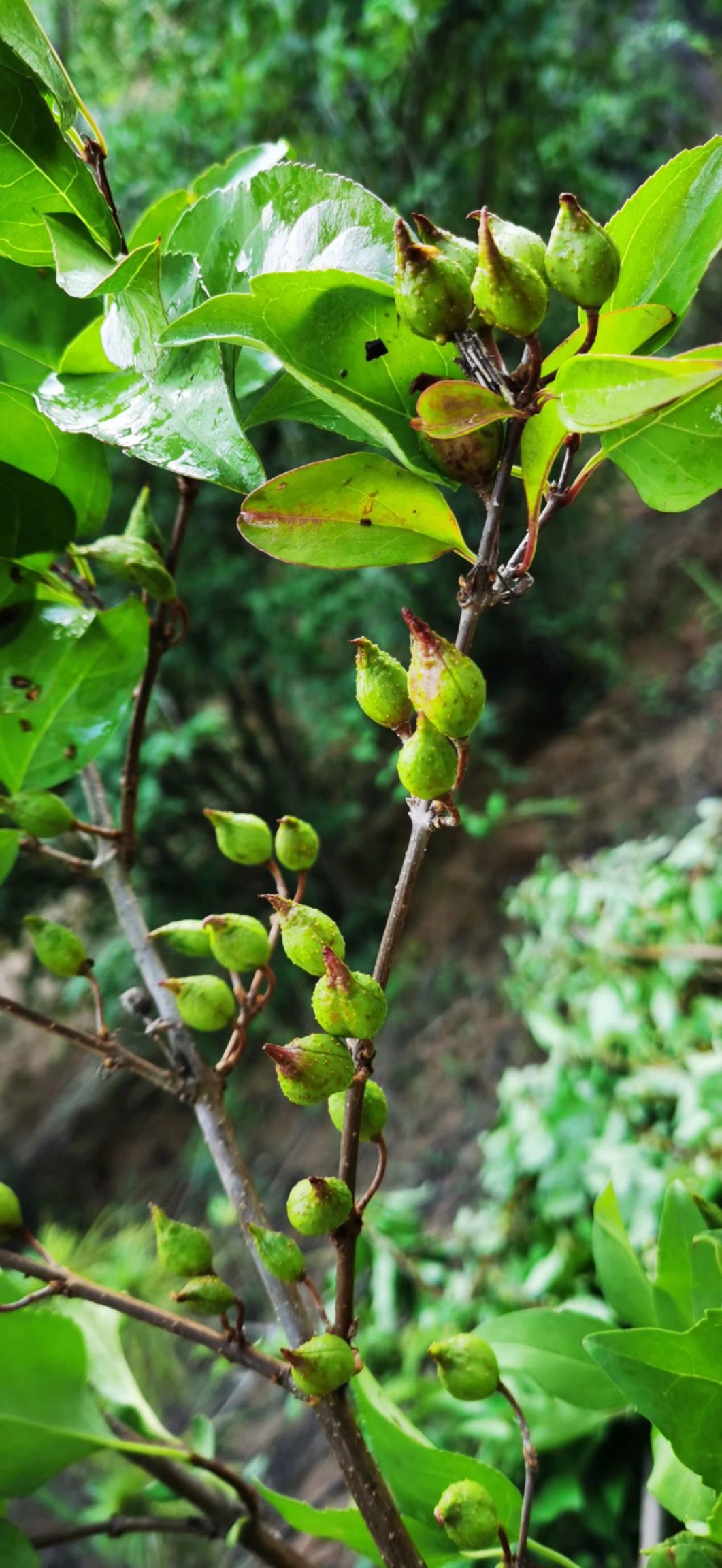 东北连翘苗  连翘苗