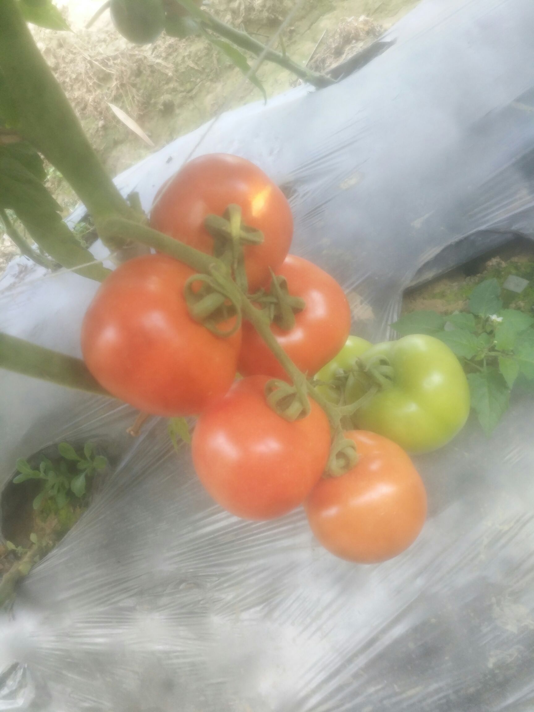 大红西红柿  大西红柿上市了。货源充足欢迎有实力的老板来搞