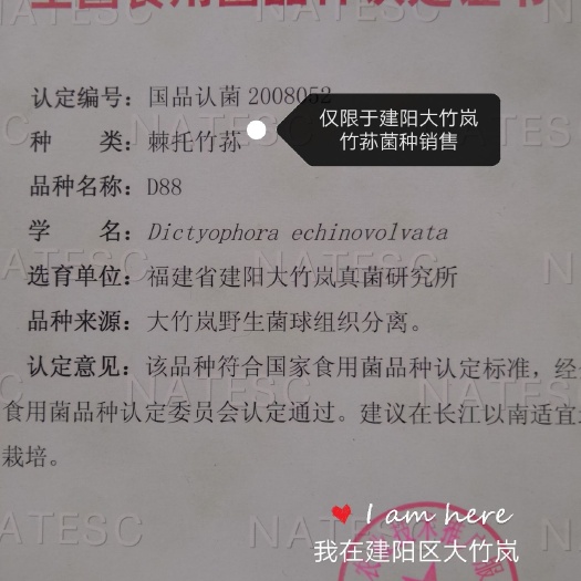 南平咨询服务  食用菌竹荪香菇木耳大球盖菇赤松首种植技术指导补差价