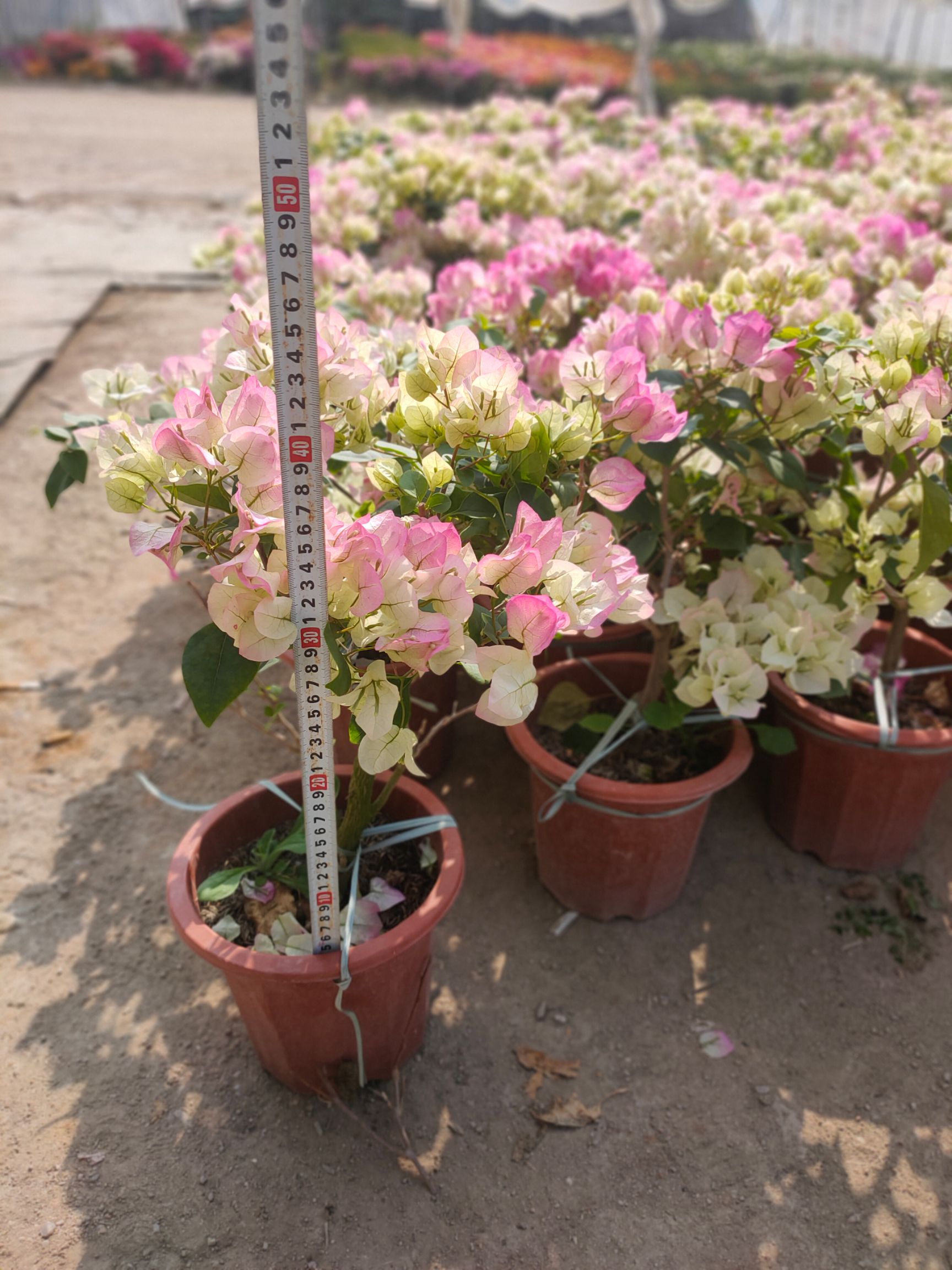 绿樱三角梅  绿叶樱花，绿樱小红盆，白里透红三角梅小红盆，粉花勒杜鹃