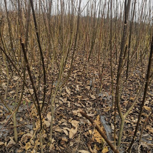 樟树市正宗江西中花吴茱萸苗 顺丰中通包邮，死苗补发包技术包回收