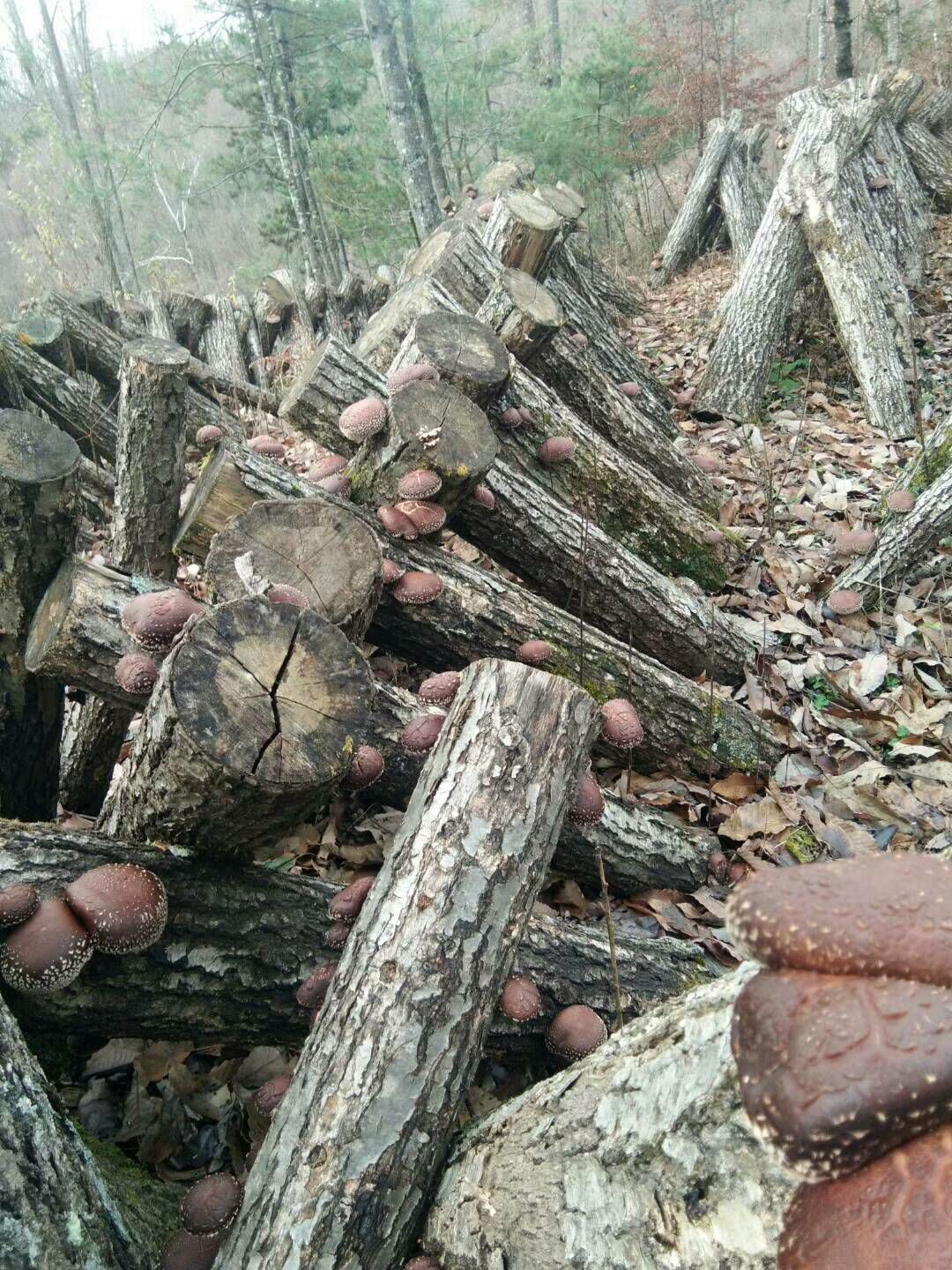 原木干香菇 香菇，原木香菇，段木香菇