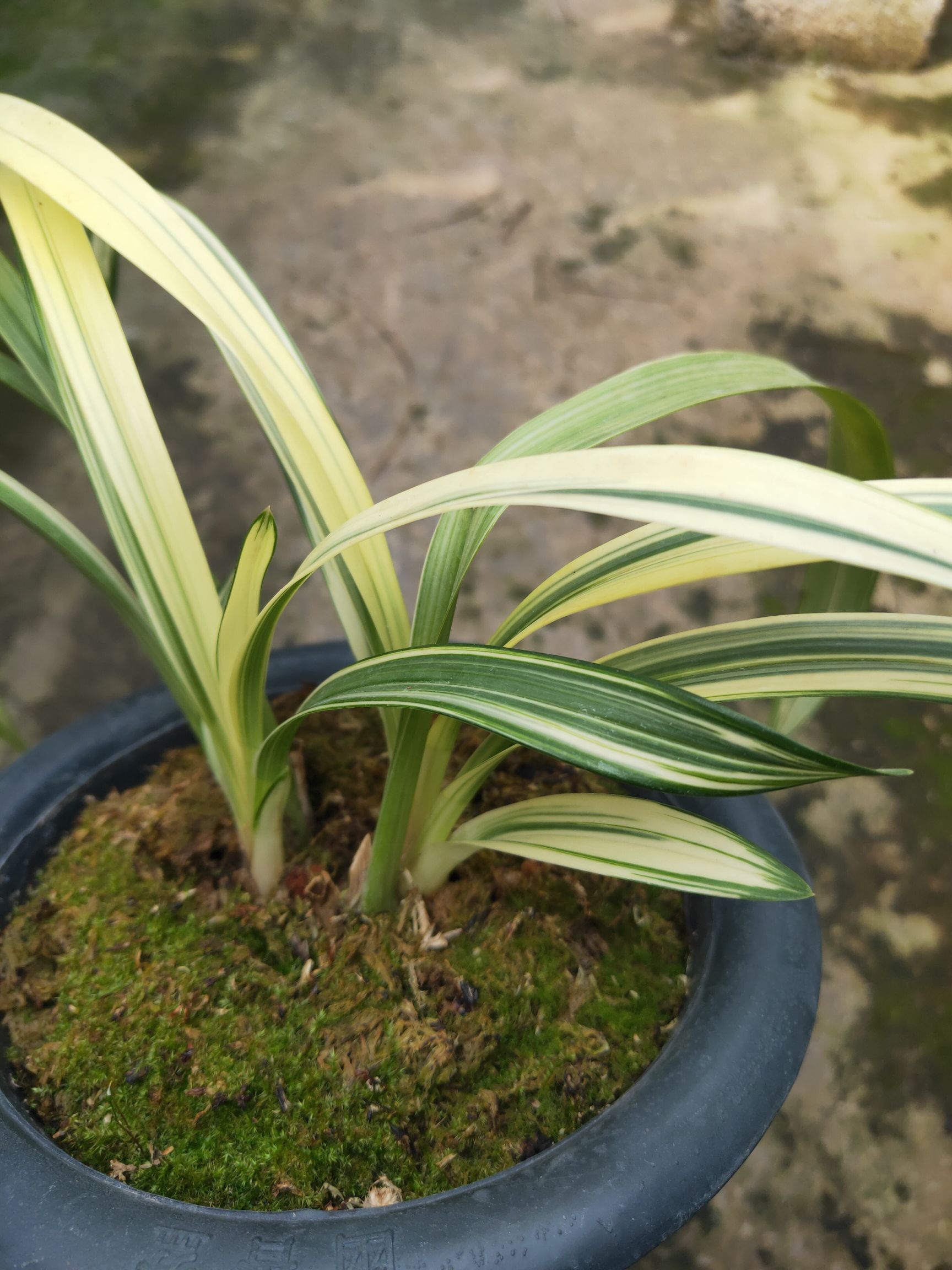  云南大理本地**虎头兰艺草品种