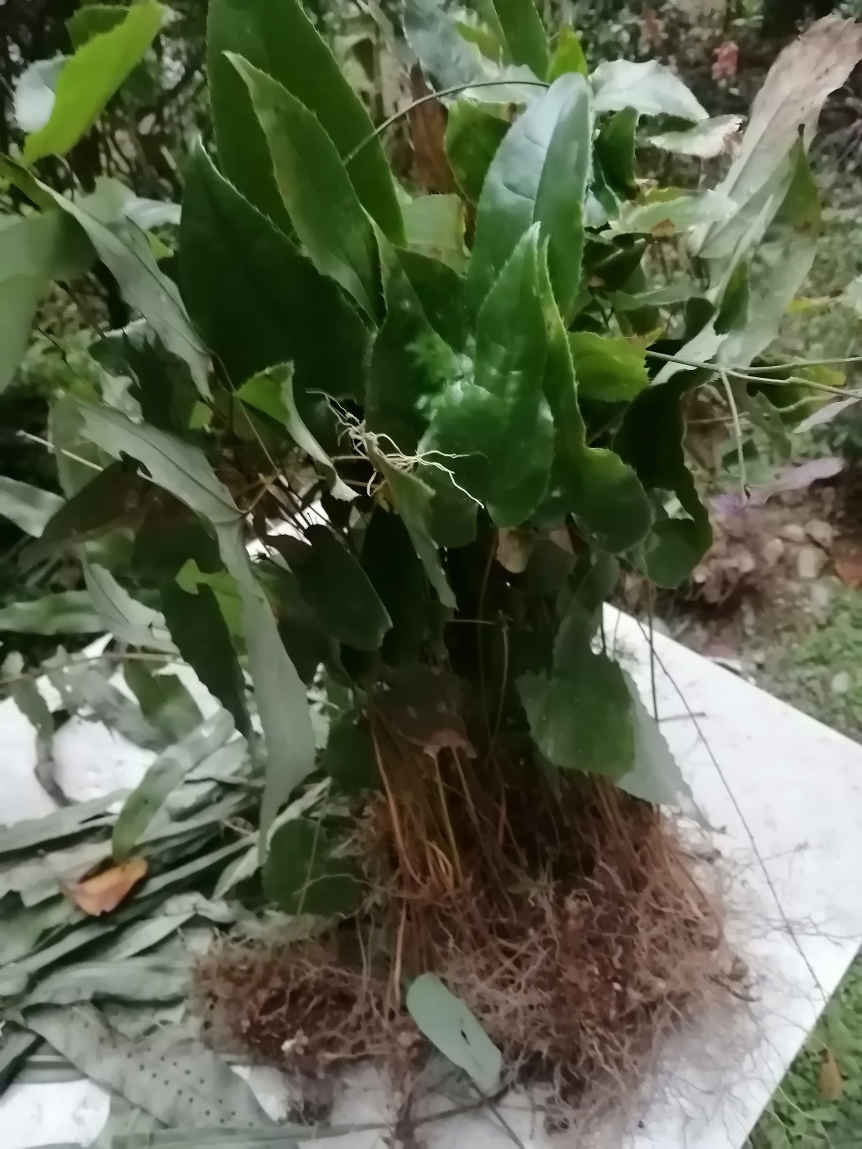 短角淫羊藿 贵州淫‘鲜货干货大量收购