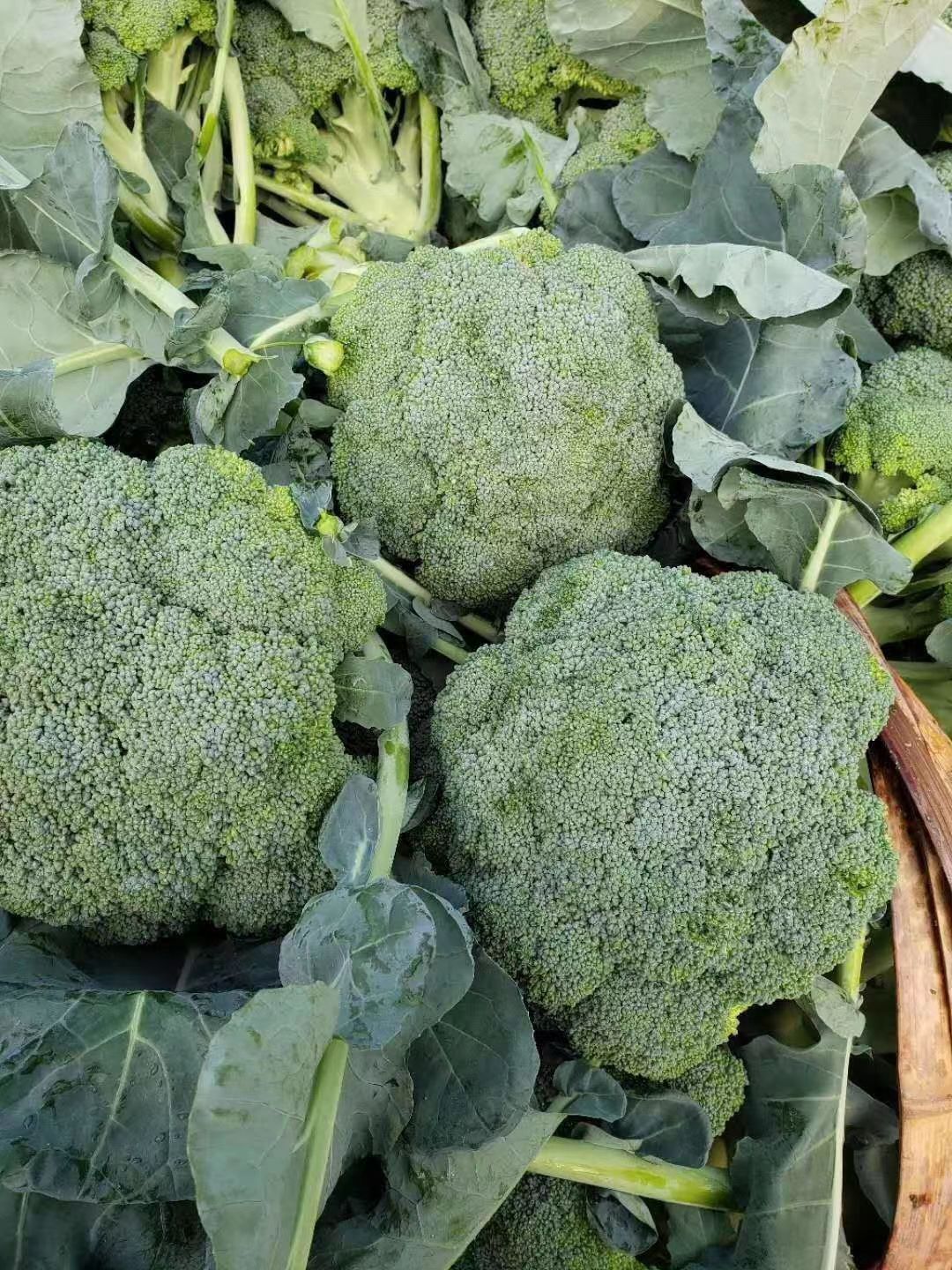 西兰花种子  炎秀西蓝花种子！高端品种，耐热，米粒小，高抗病