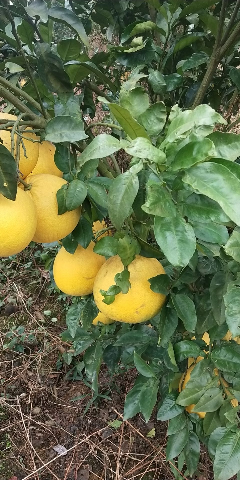 柚子  红心马家柚，水份充足，糖份十以上，酸甜可口，理想果品，营养高