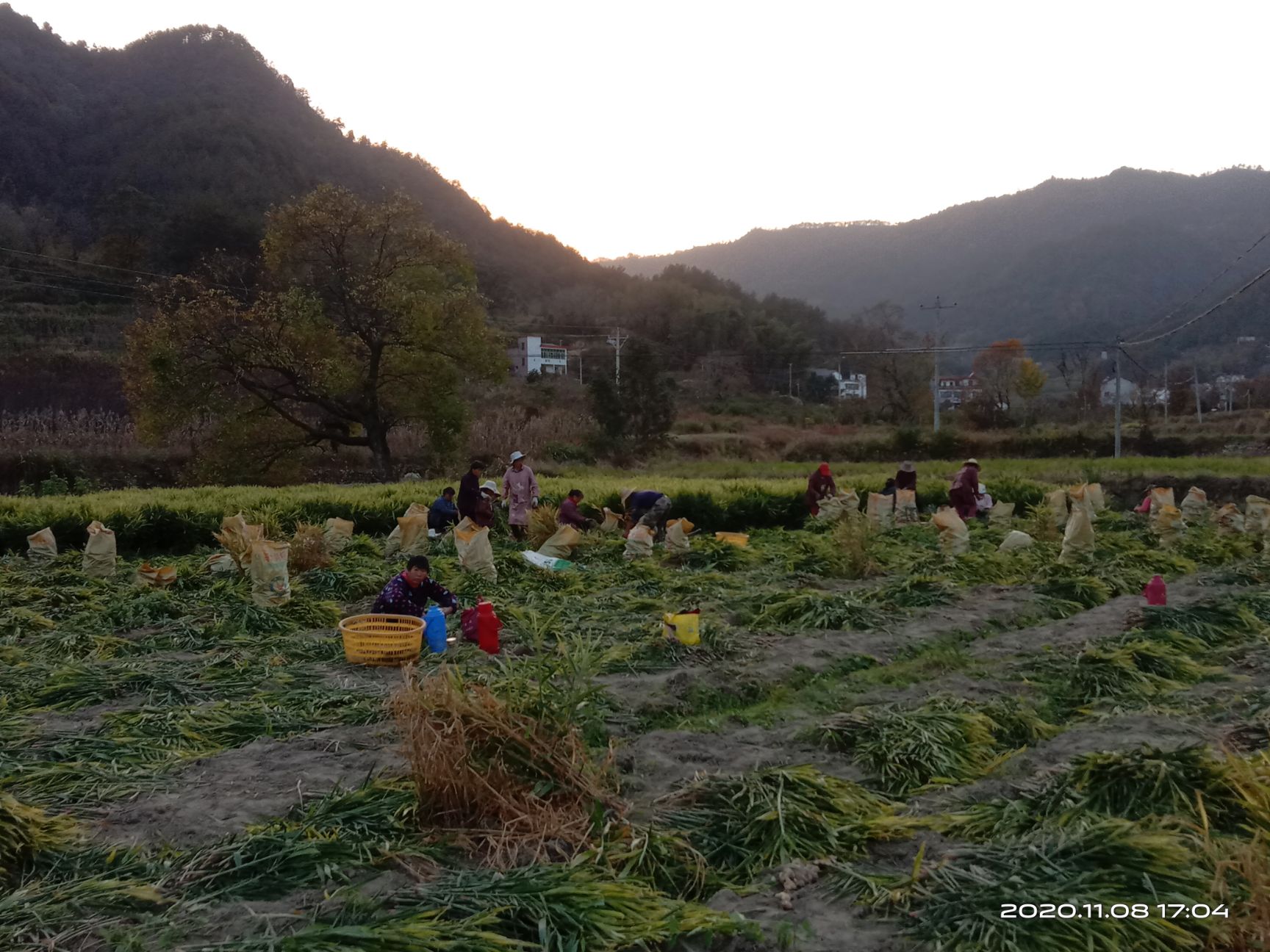 生姜  岳西山地姜 黄姜  常年有货