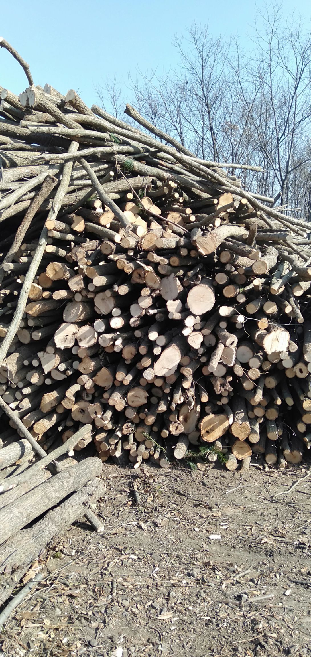 干杂木 木材批发 栎木  橡木  栗木 量大规格齐 一律批发价