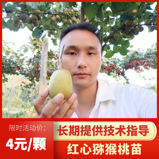 凤凰县红阳猕猴桃苗  水杨桃嫁接红心猕猴桃苗