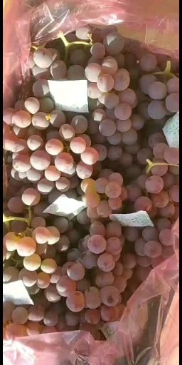  龙眼葡萄大量出库，价格低，质量好，有想法的老板联系了