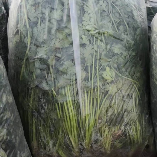 阳信县铁杆青香菜  山东精品香菜