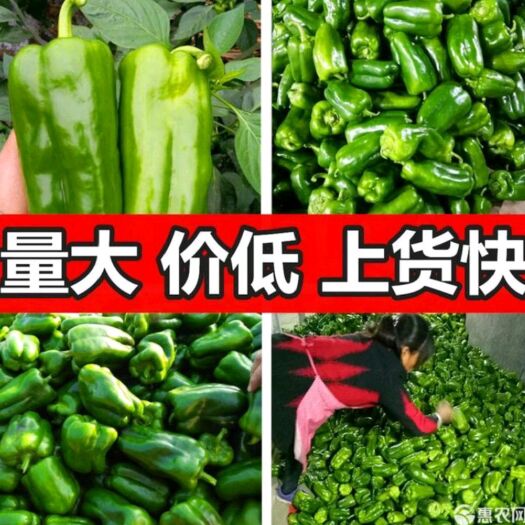 东阿县 【 净棚货，食堂货，市场货】青椒 方椒 圆椒 太空椒 ！！！